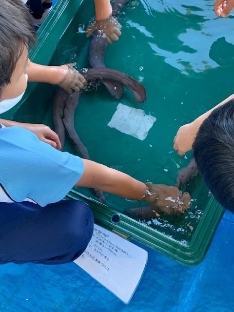 写真：こどもが海の生き物を触っています。