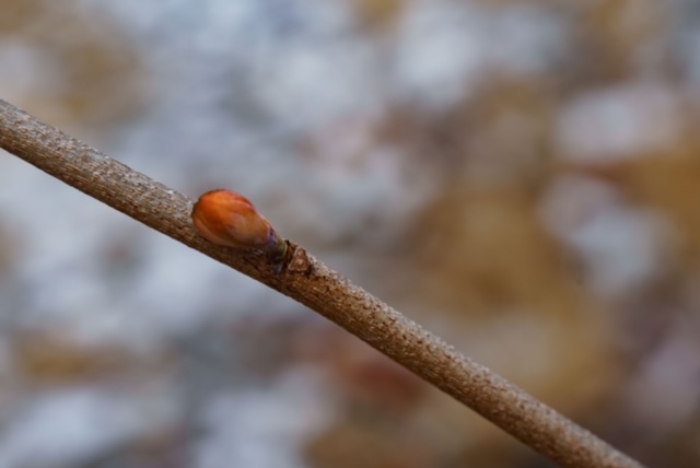 写真：枝から出ている新芽です。