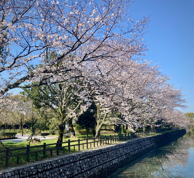 写真：桜並木です。