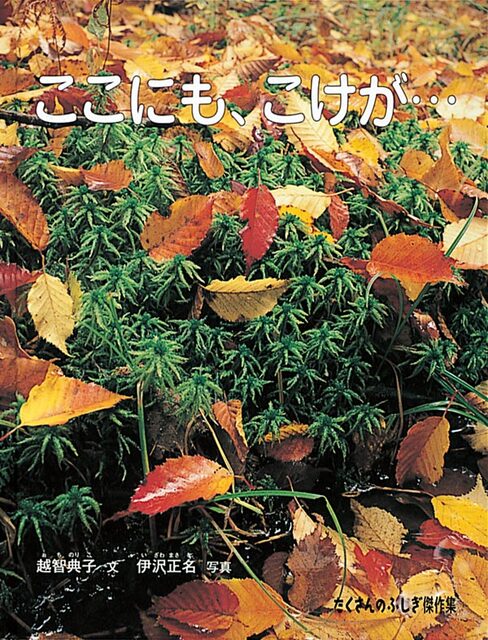 落ち葉の下に生えているコケの画像