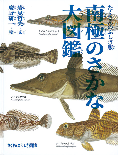 イラスト：南極の魚が横向きに並んでいます